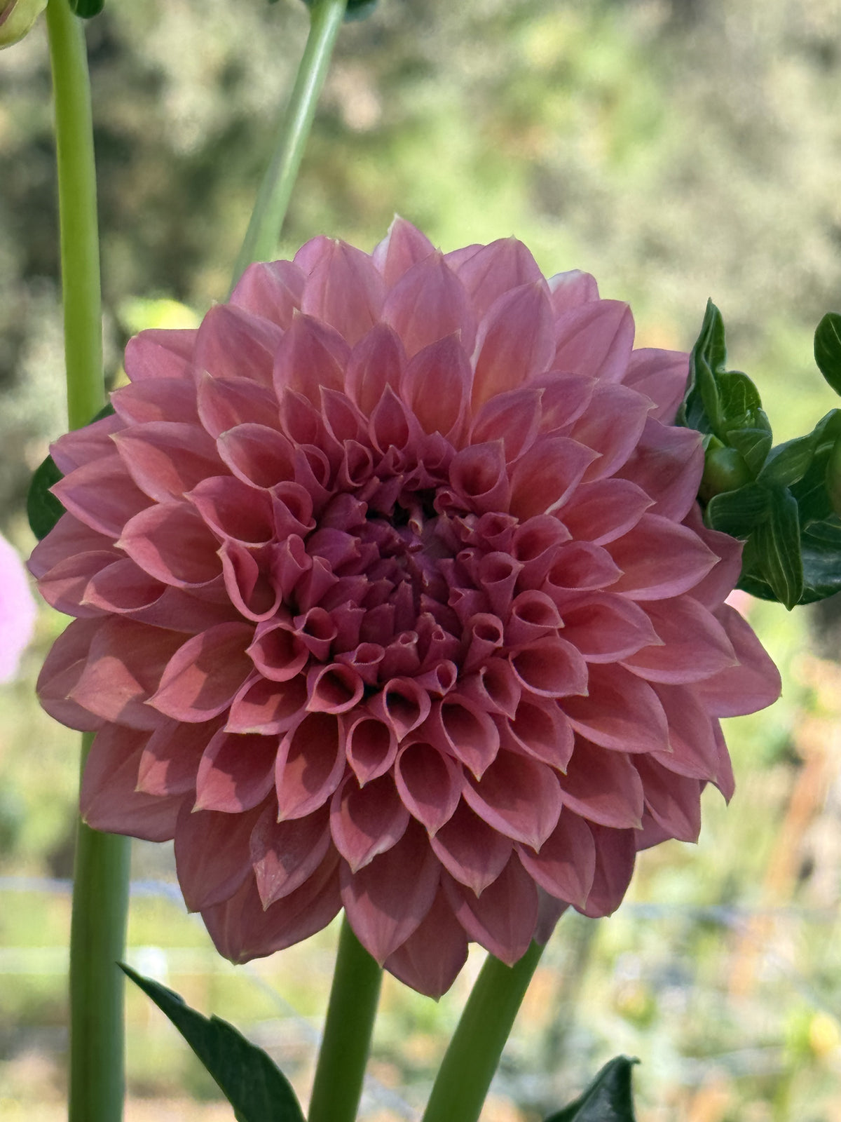 KA's® Peachy dahlia
