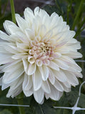 KA's® Rose Quartz dahlia
