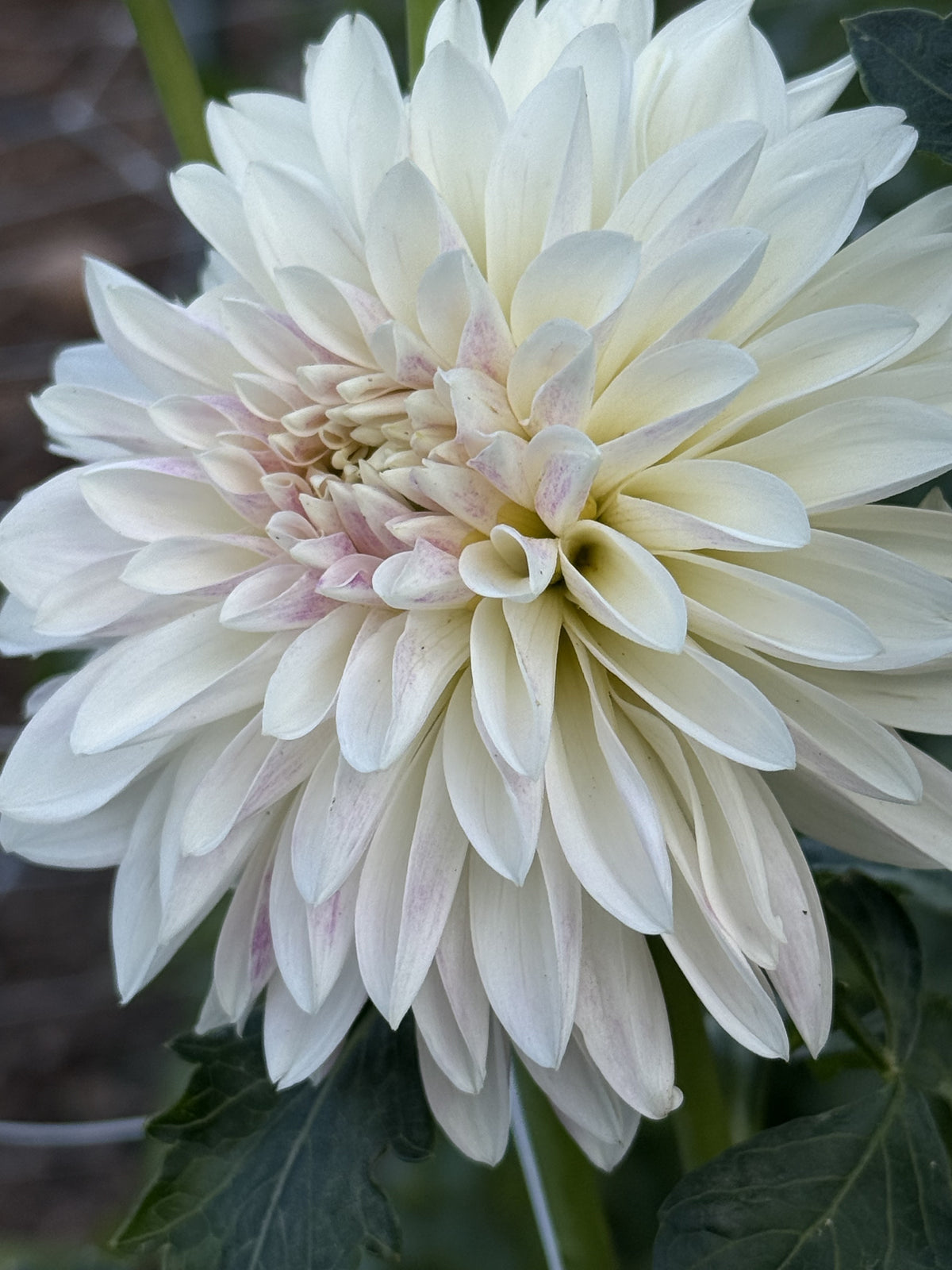 KA's® Rose Quartz dahlia