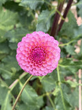 KA's® Tea Time dahlia