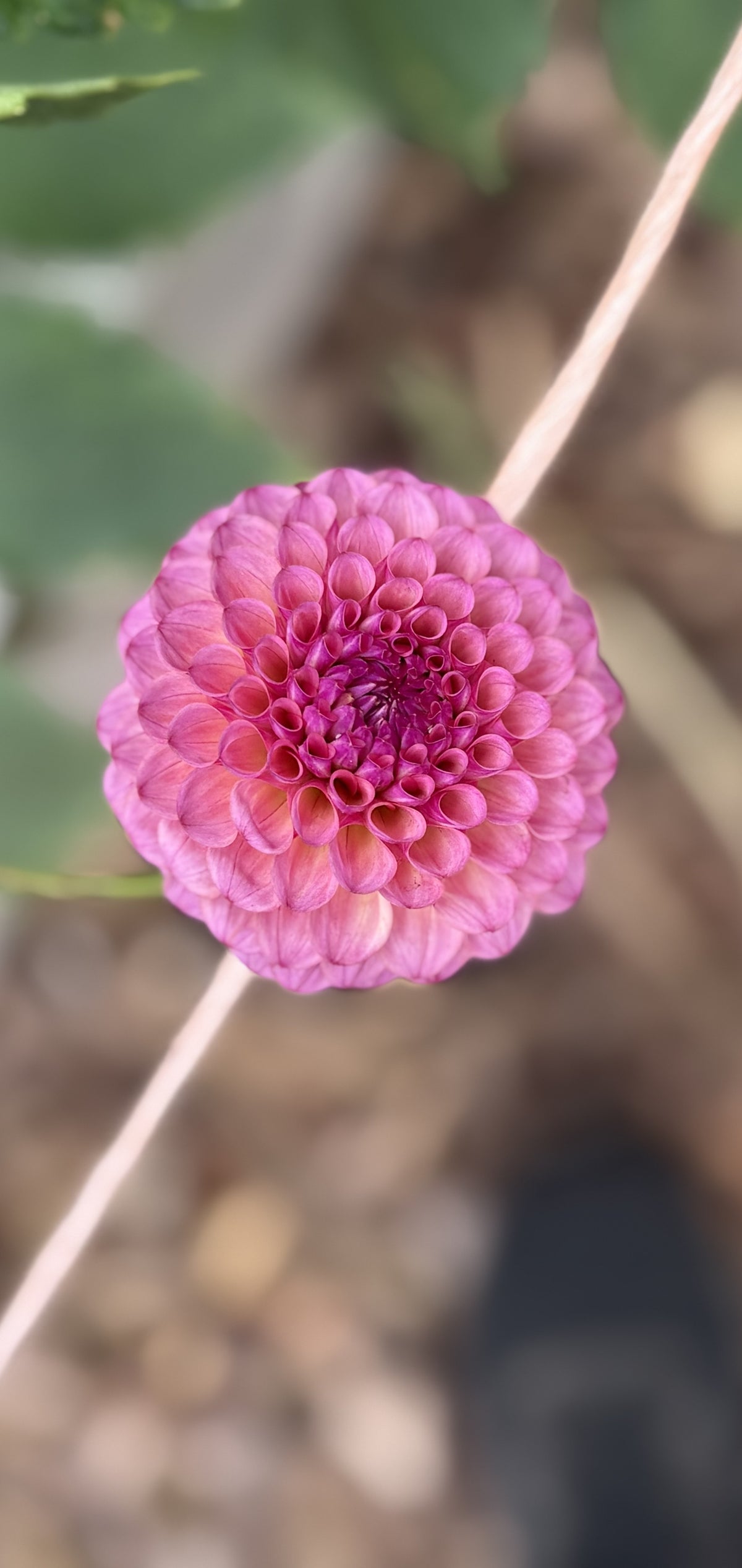 KA's® Tea Time dahlia