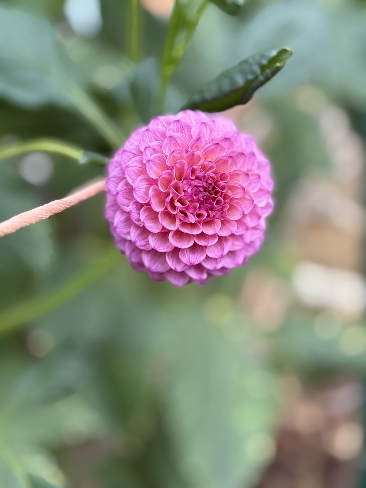KA's® Tea Time dahlia