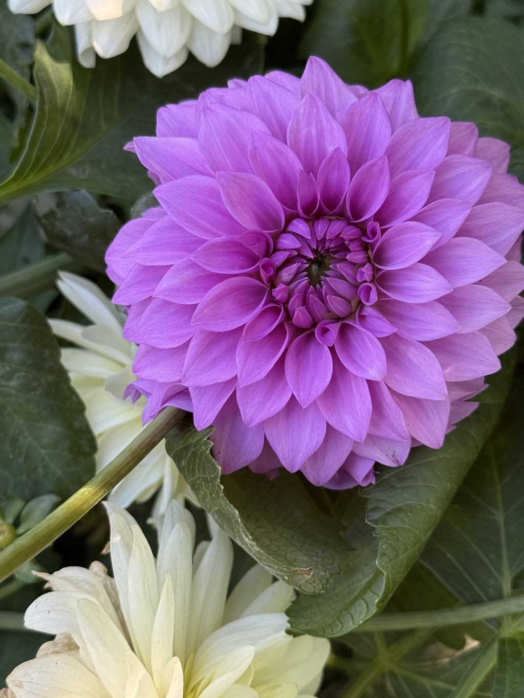 KA's® Tiny E dahlia