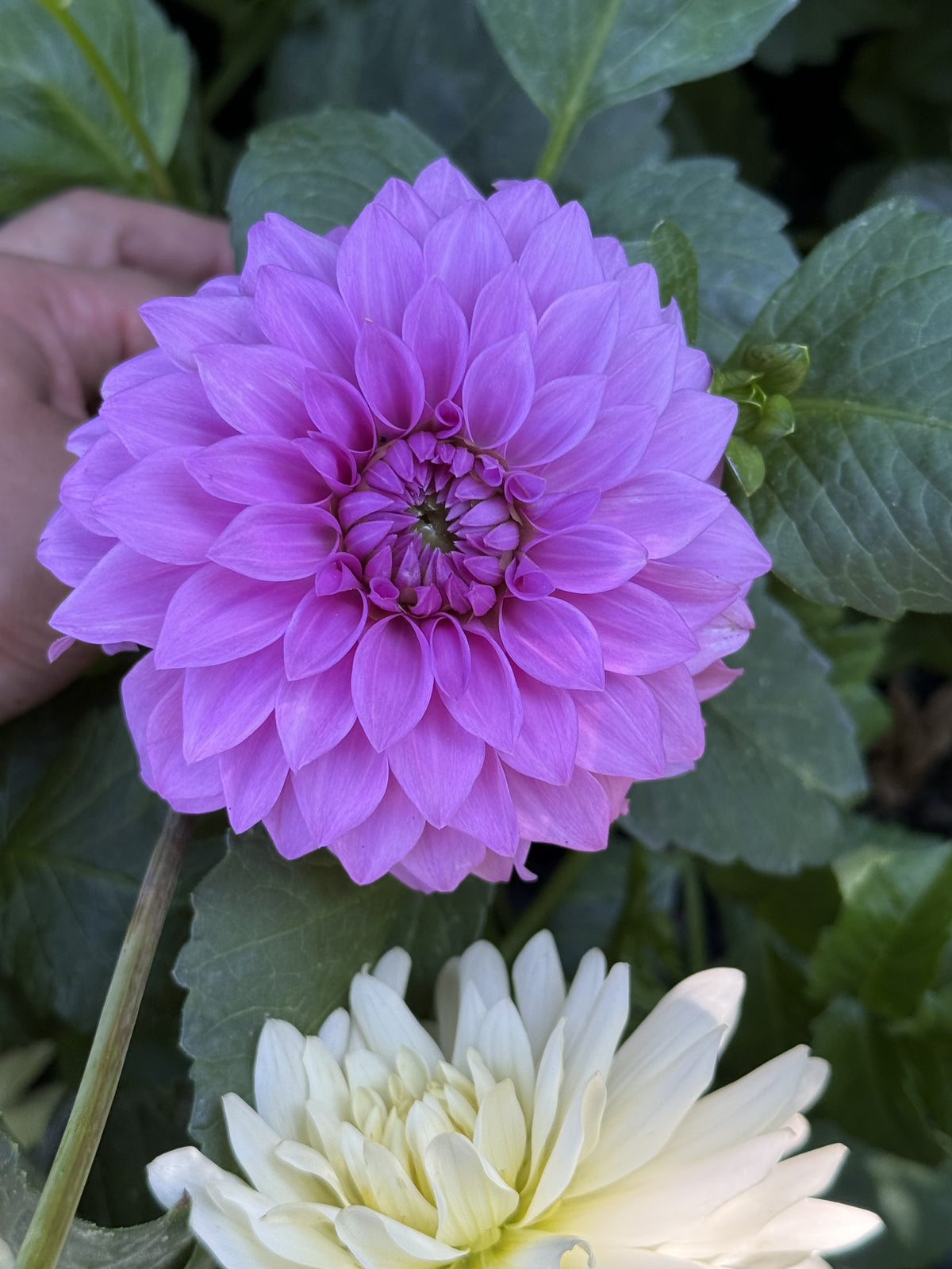 KA's® Tiny E dahlia