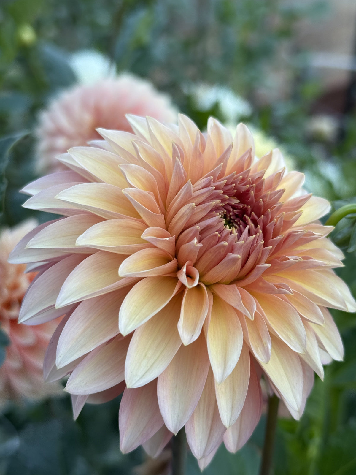 KA's Whisper dahlia bloom in Soft pale peach – photo 2 of 2