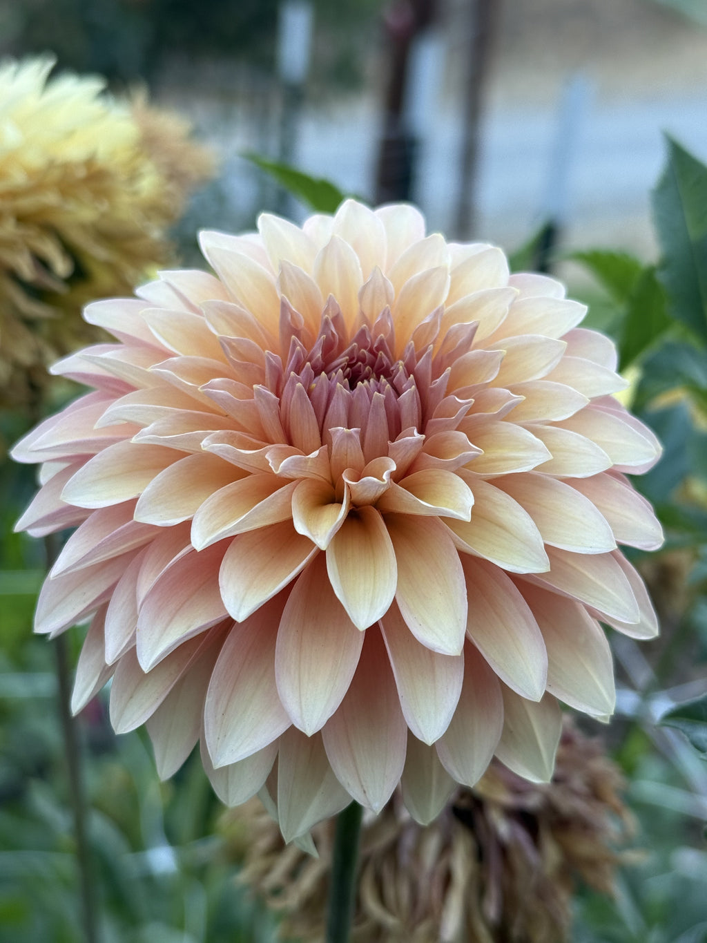 KA's Whisper dahlia bloom in Soft pale peach – photo 1 of 2