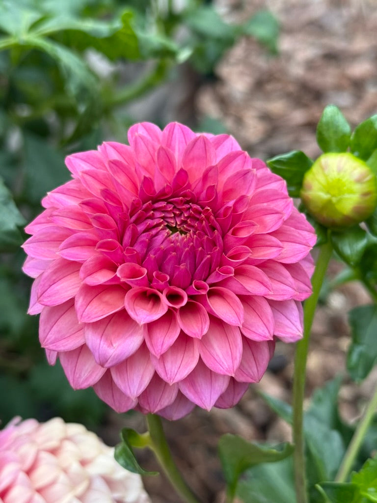 Kennedy Hill Blind Melon dahlia