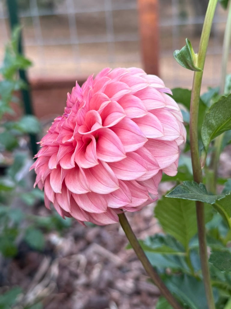 Kennedy Hill Blind Melon dahlia