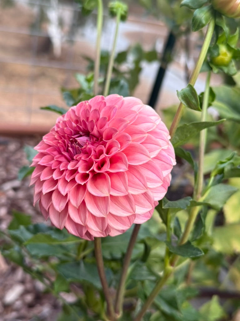 Kennedy Hill Blind Melon dahlia