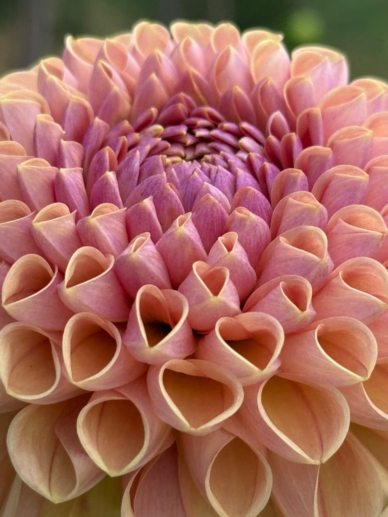 Kennedy Hill Smashing Pumpkin dahlia