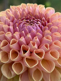 Kennedy Hill Smashing Pumpkin dahlia