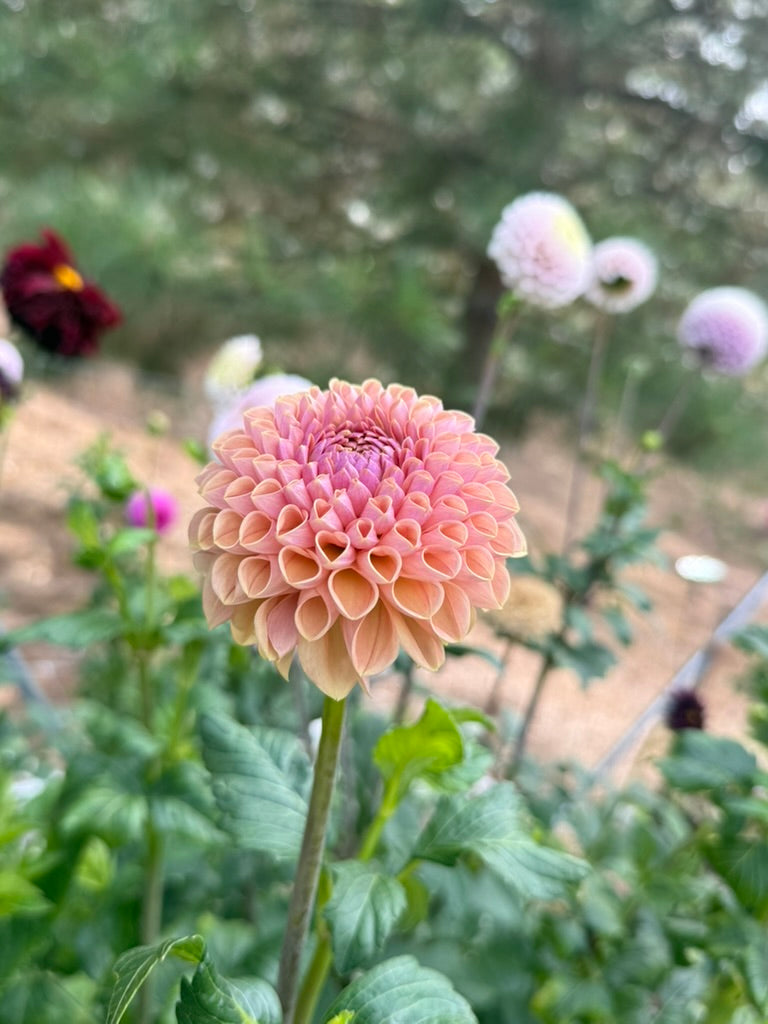 Kennedy Hill Smashing Pumpkin dahlia