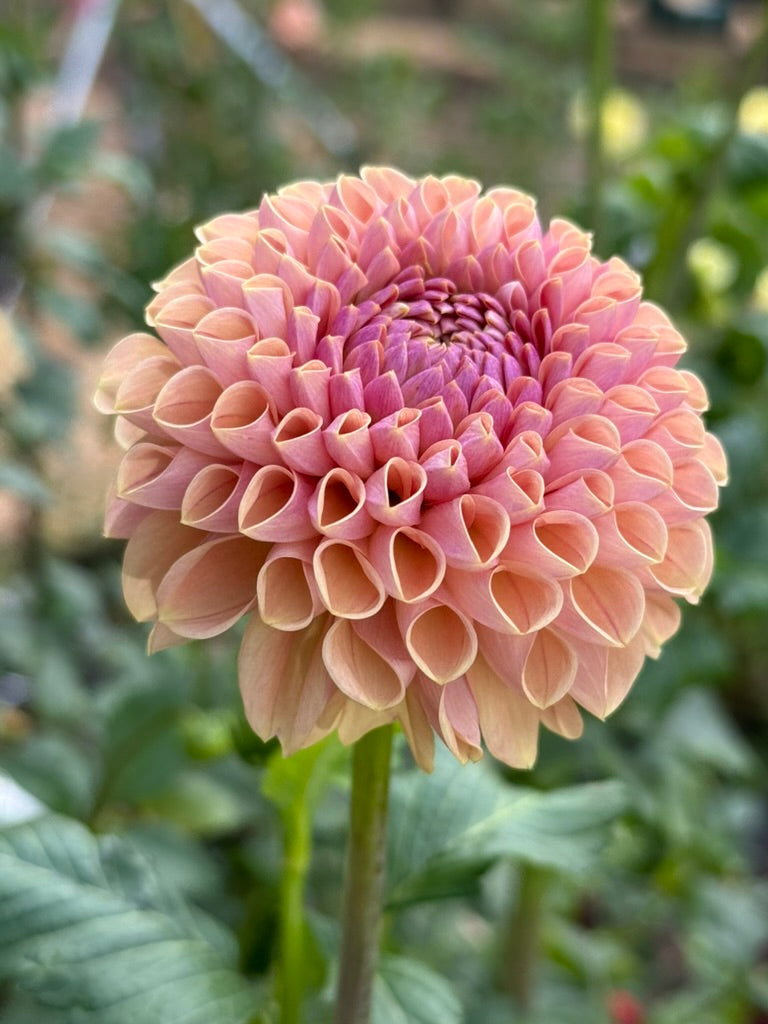 Kennedy Hill Smashing Pumpkin dahlia