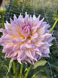 Kidd's Climax dahlia