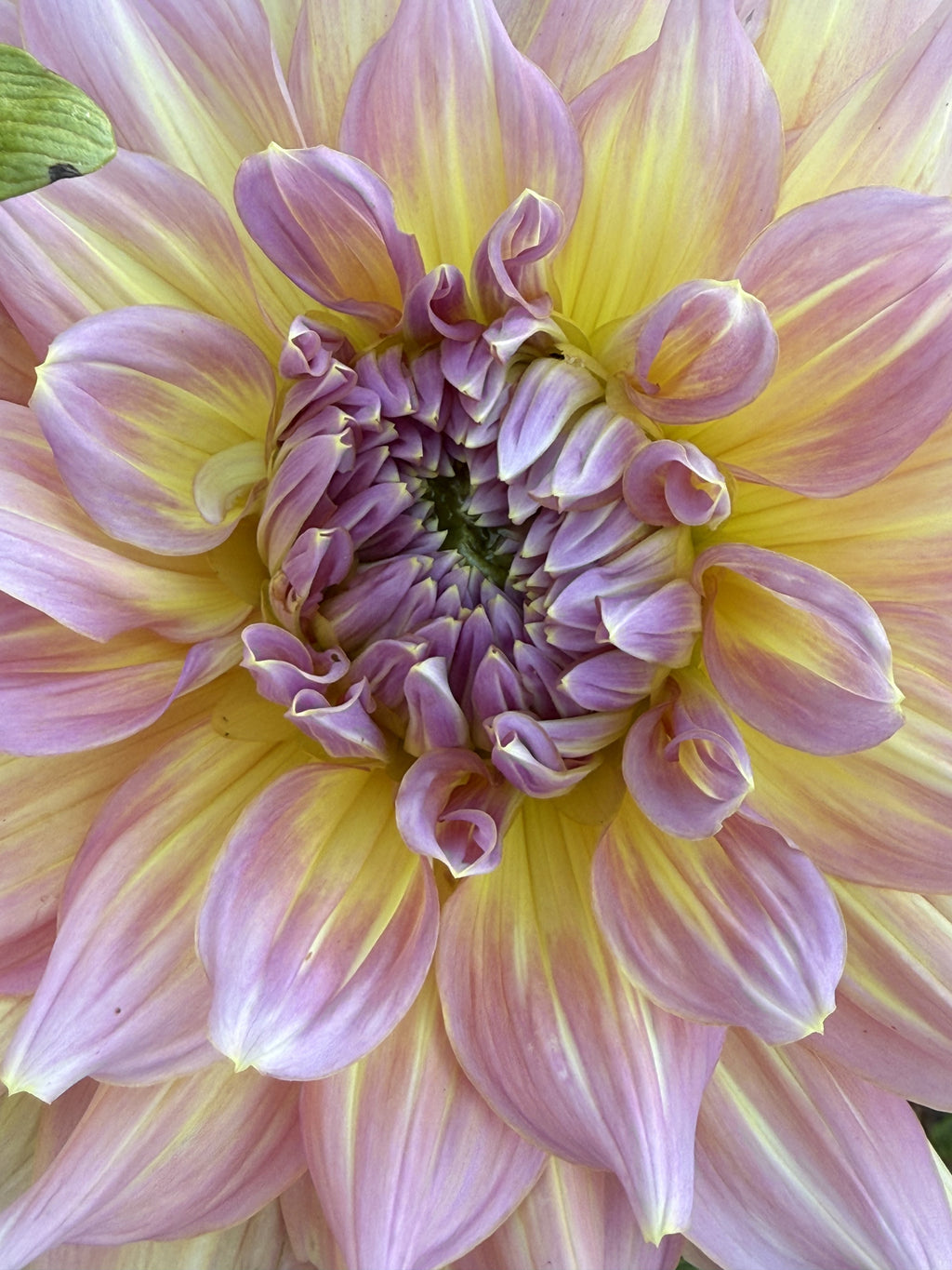 Kidd's Climax dahlia