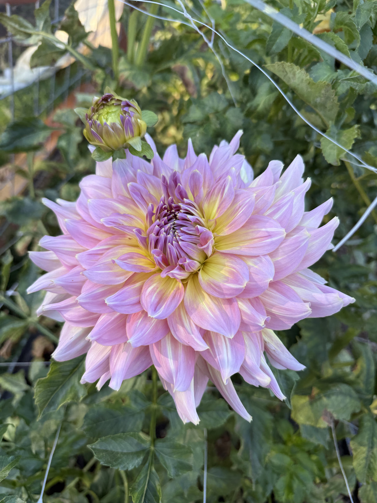 Kidd's Climax dahlia