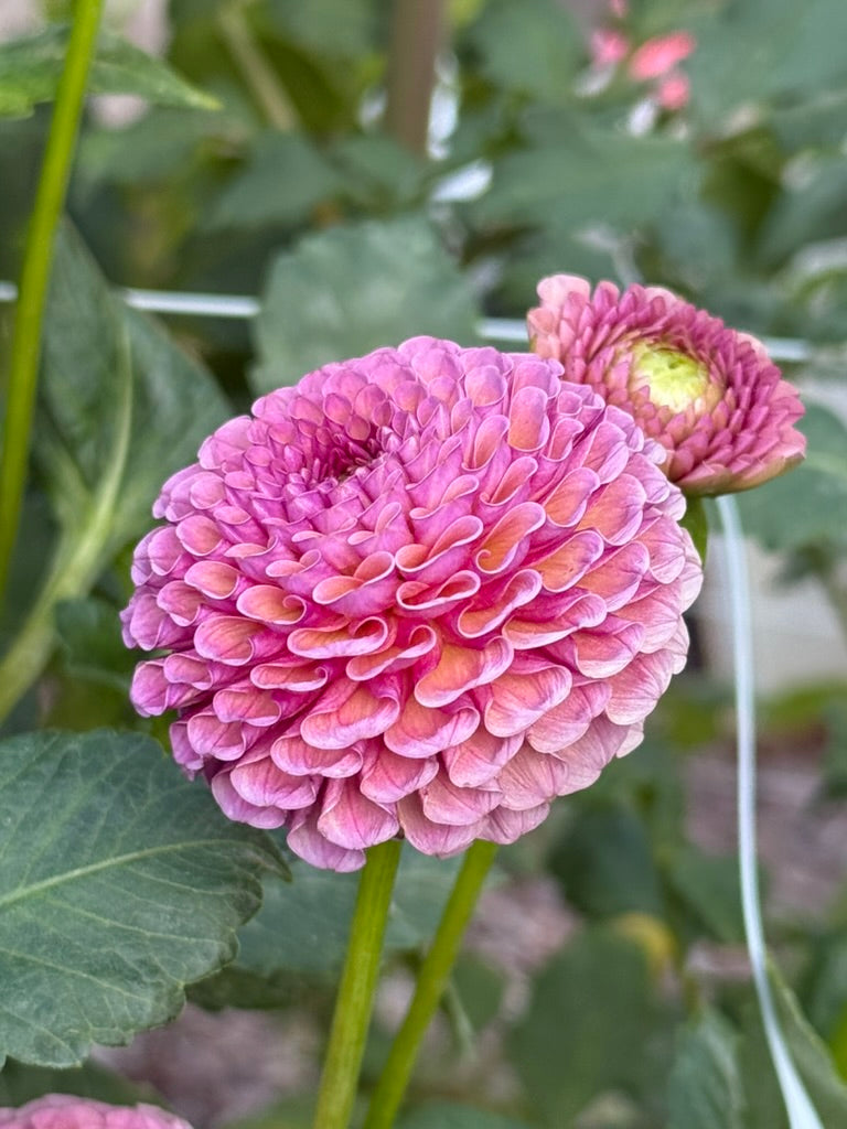 Koko Puff dahlia