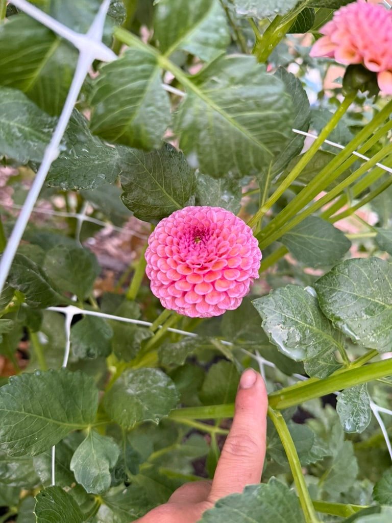 Koko Puff dahlia