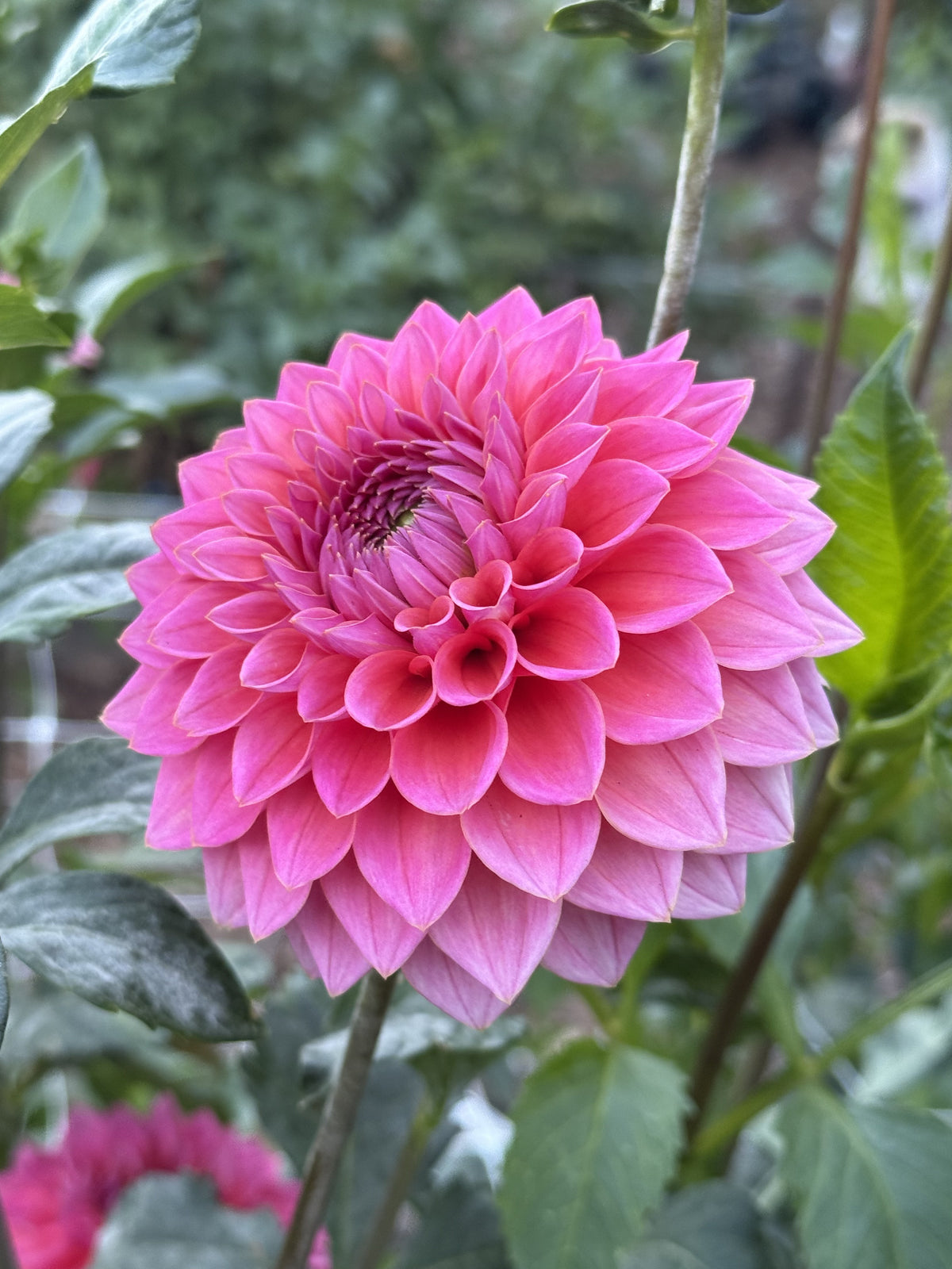 KA's Poppin Pink dahlia bloom in Pure pink – photo 2 of 2
