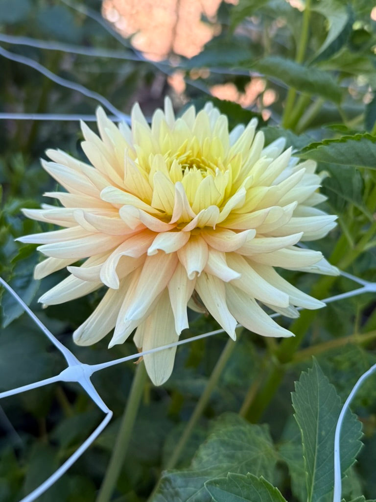 L Hazy dahlia