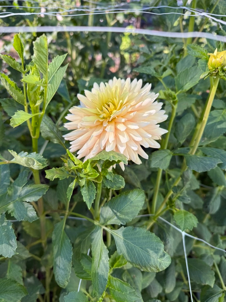 L Hazy dahlia