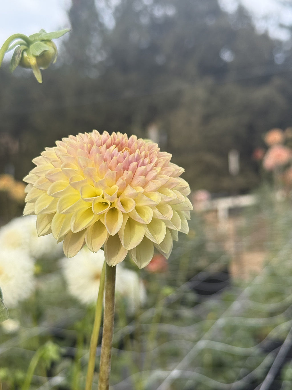 La Corbiere dahlia