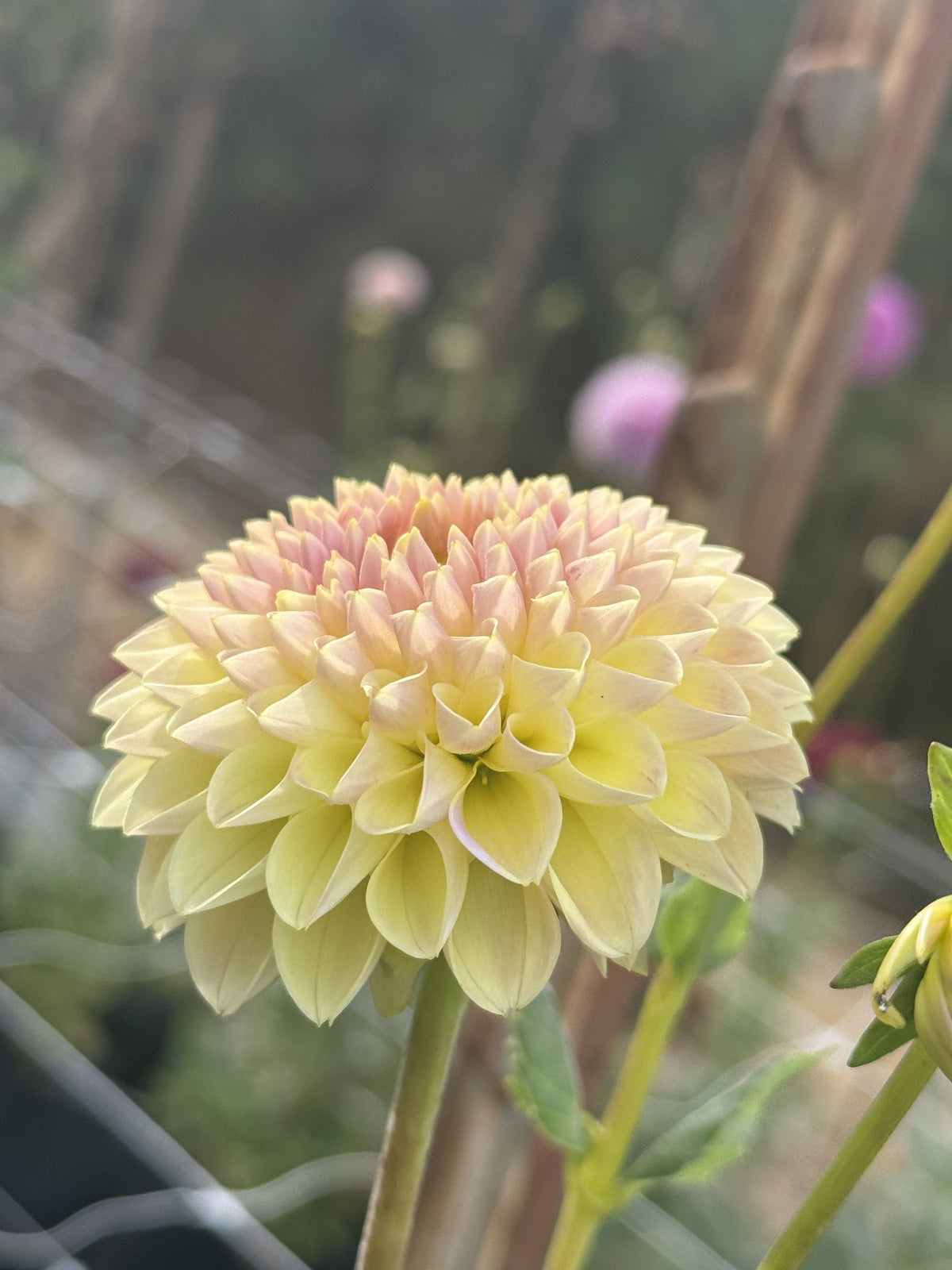 La Corbiere dahlia