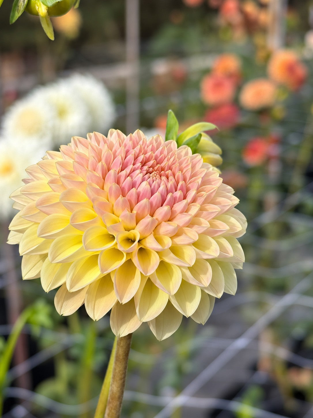 La Corbiere dahlia