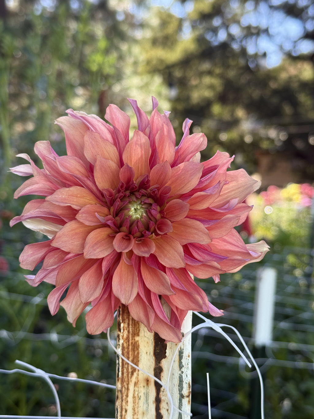 Lakeview Storm dahlia