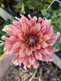 Lakeview Storm dahlia
