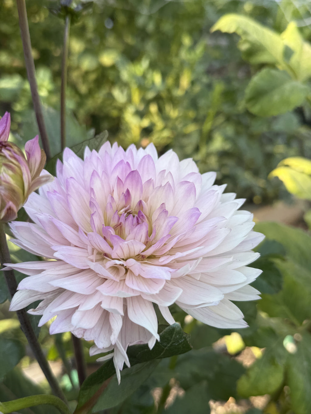 Le Thoureil dahlia