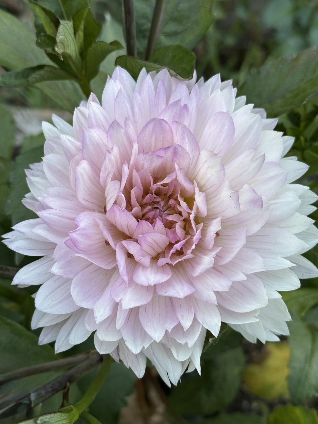 Le Thoureil dahlia