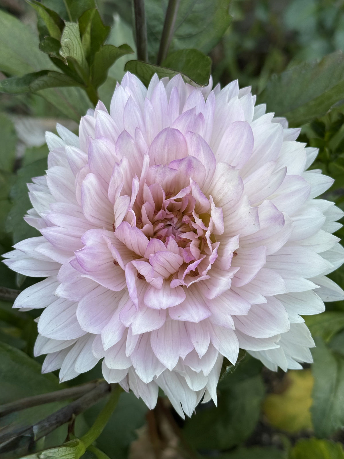 Le Thoureil dahlia
