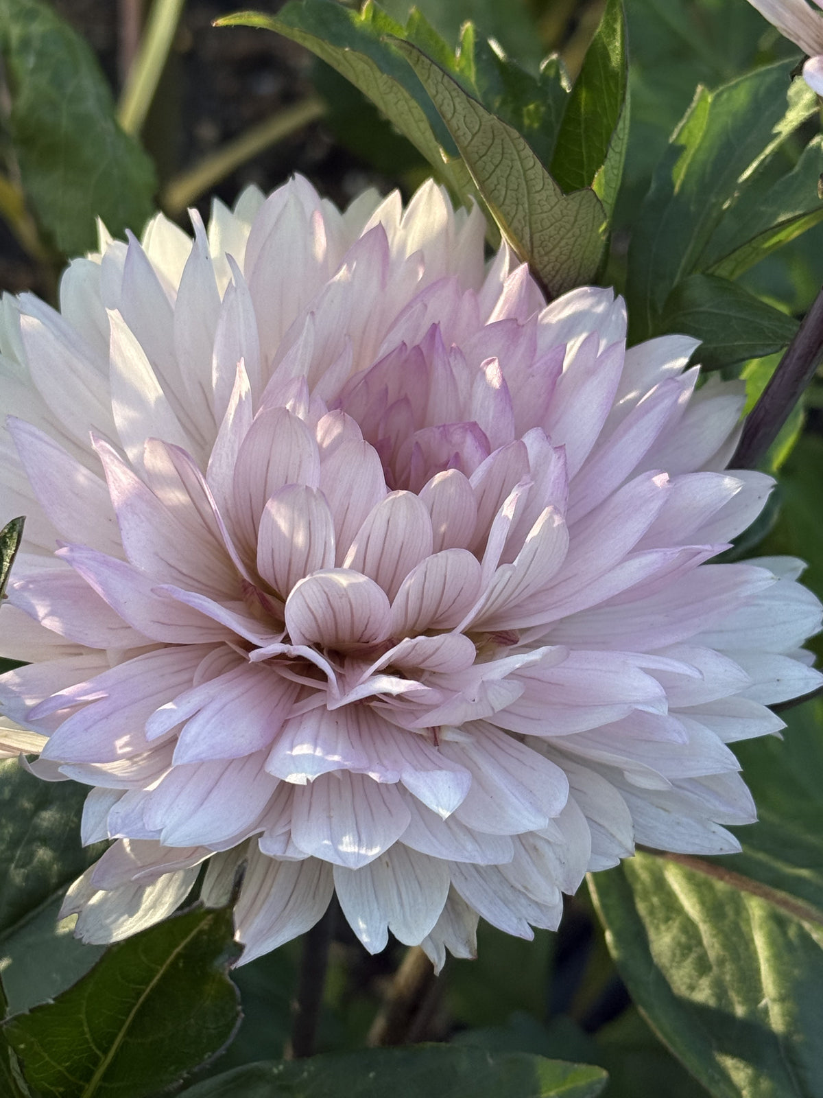 Le Thoureil dahlia
