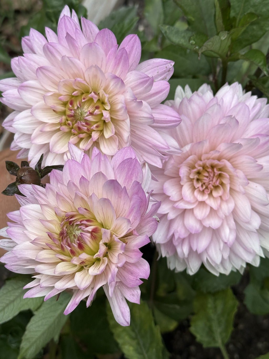 Le Thoureil dahlia