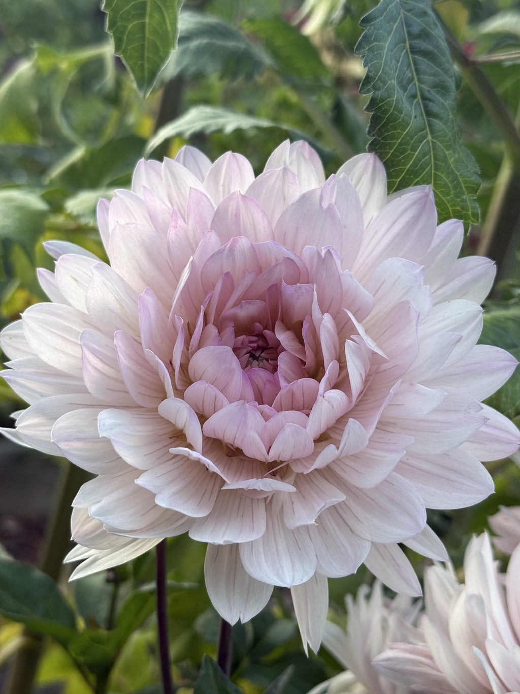 Le Thoureil dahlia