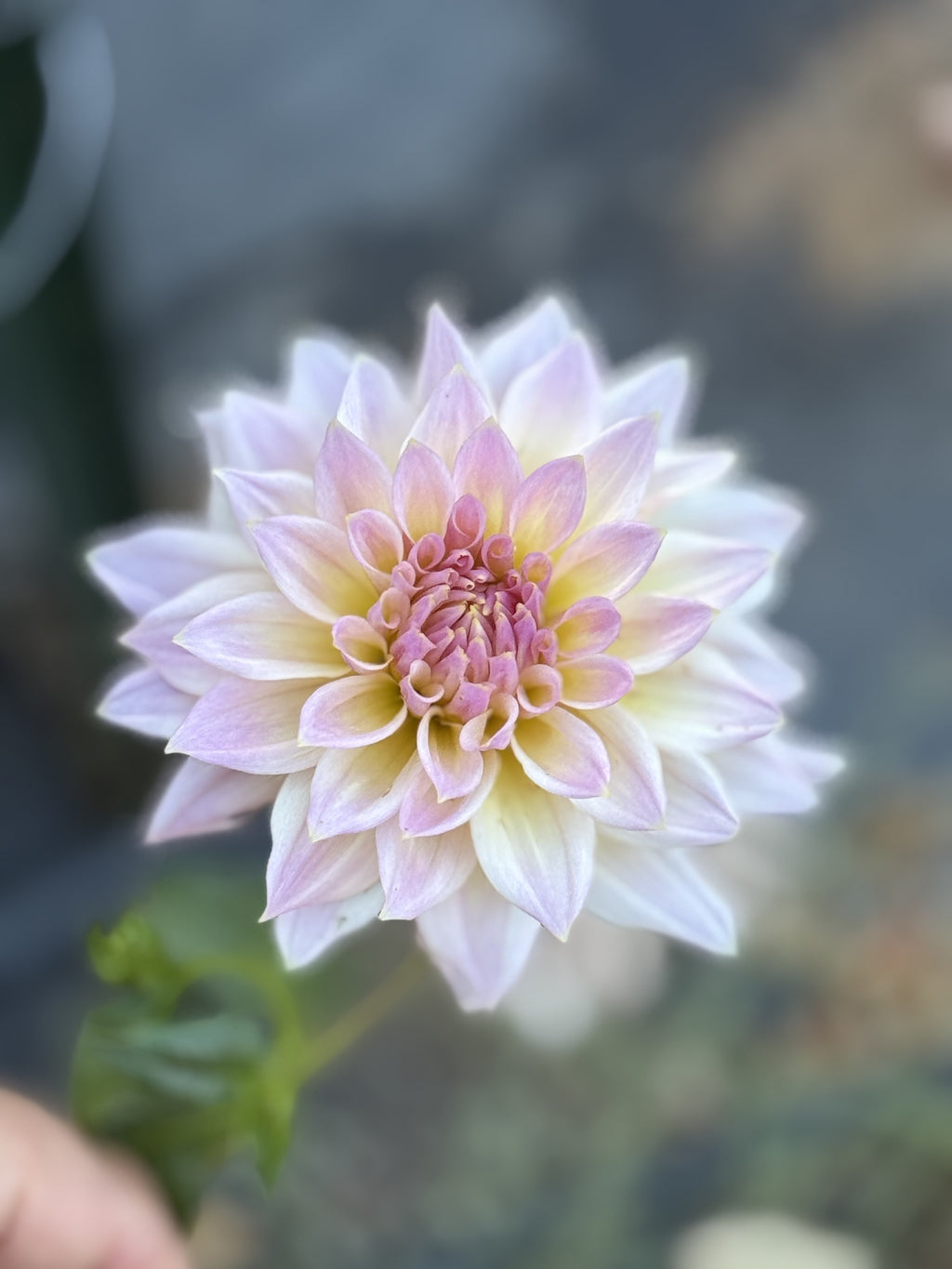 Lee's Grand Budapest dahlia bloom in Blushy lavender-pink – photo 1 of 2