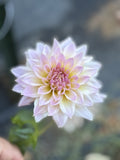 Lee's Grand Budapest dahlia bloom in Blushy lavender-pink – photo 1 of 2