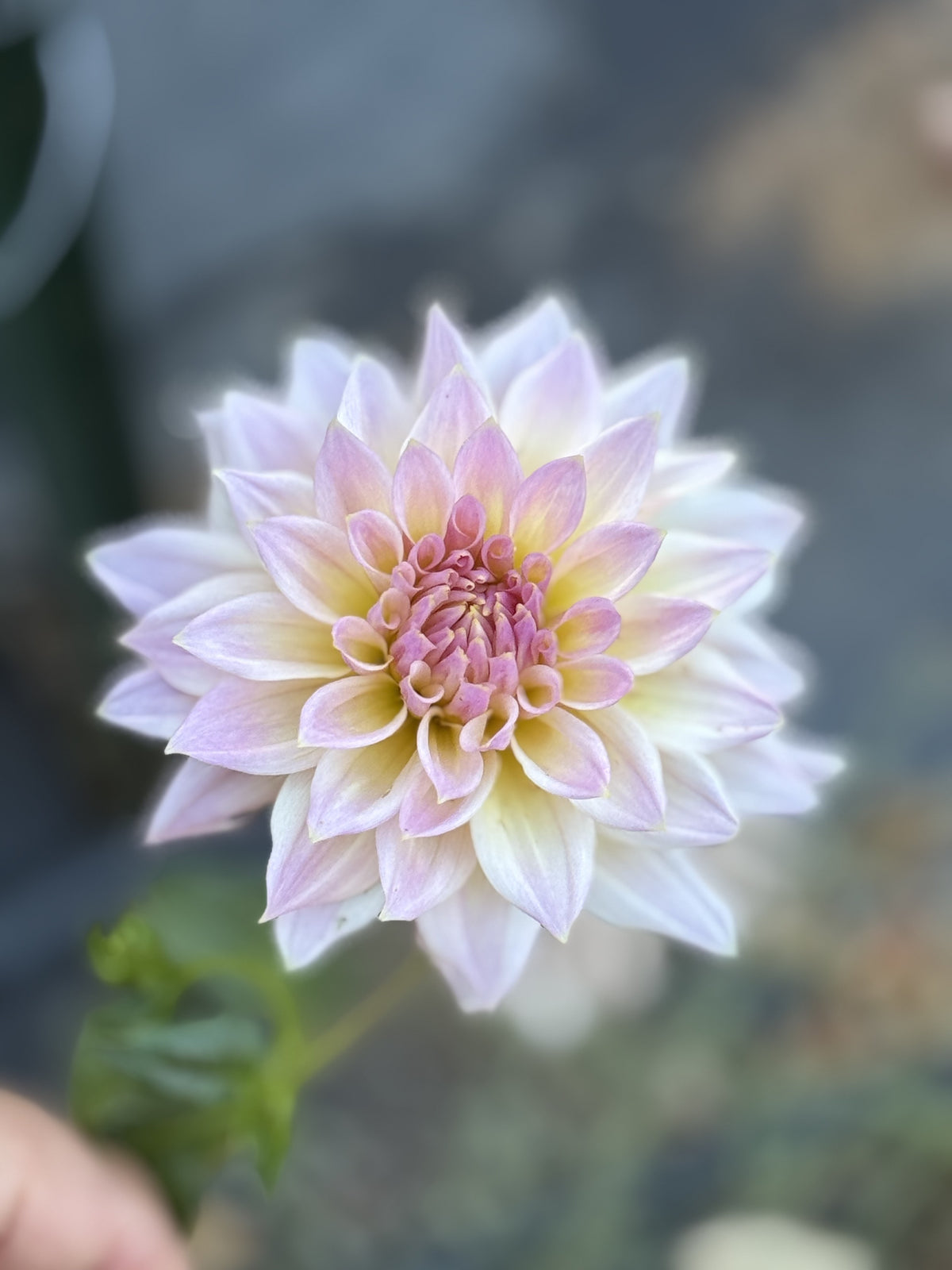 Lee's Grand Budapest dahlia bloom in Blushy lavender-pink – photo 1 of 2