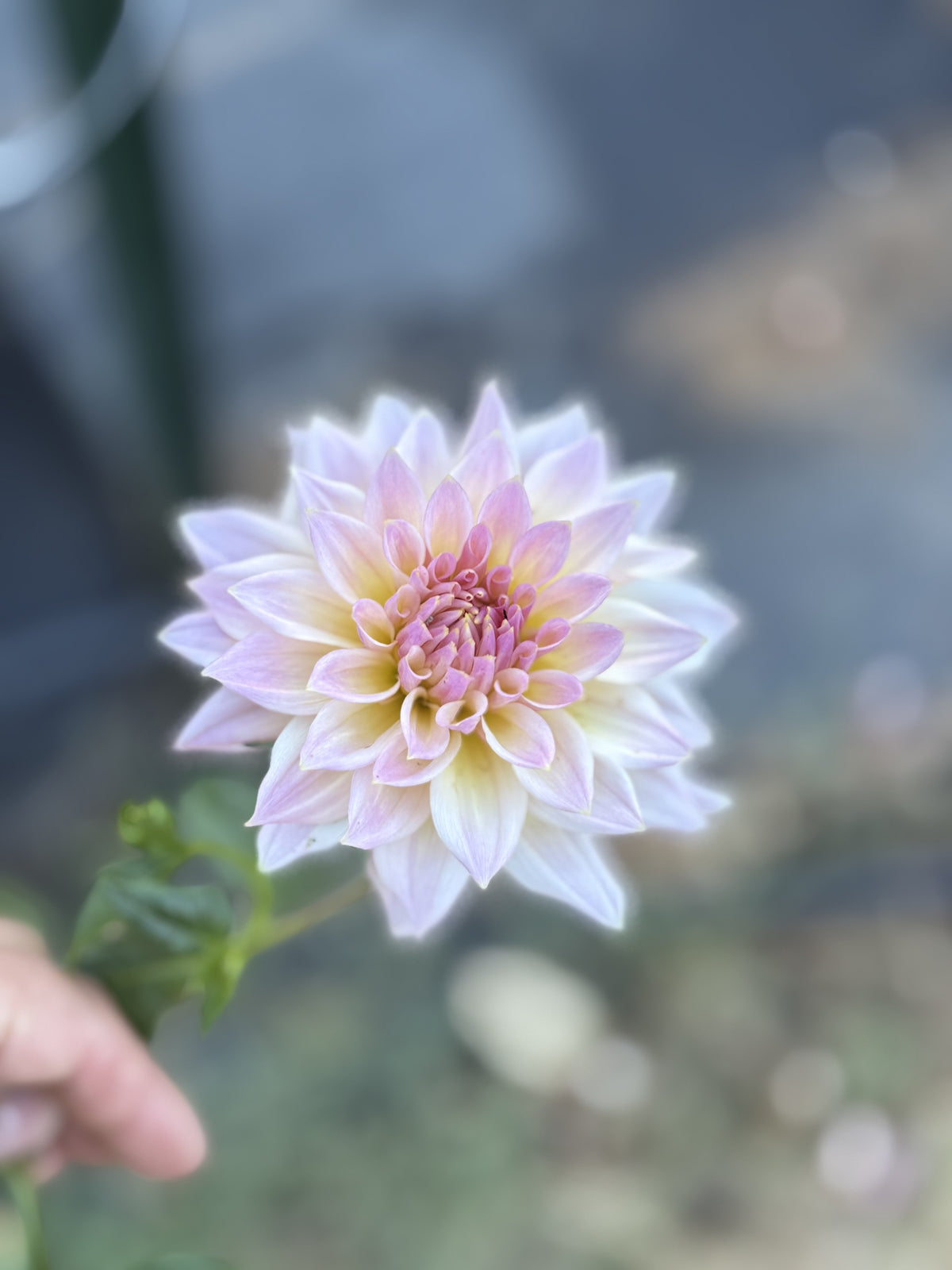 Lee's Grand Budapest dahlia bloom in Blushy lavender-pink – photo 2 of 2