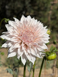 Lee's Starchild dahlia