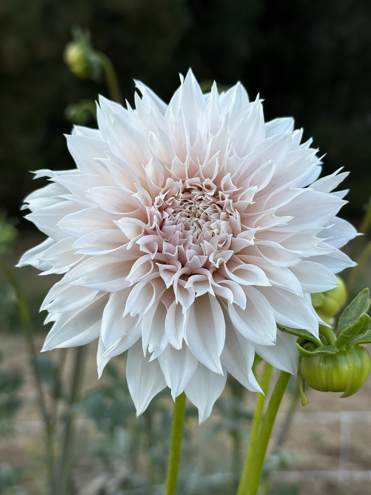 Lee's Starchild dahlia