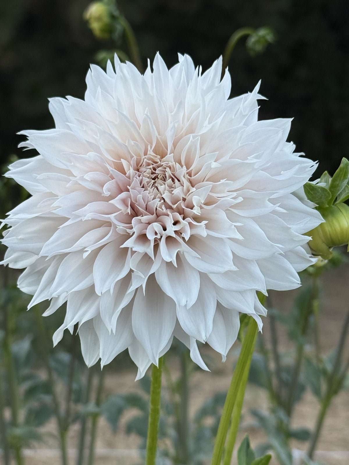 Lee's Starchild dahlia