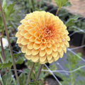LR 1922 dahlia