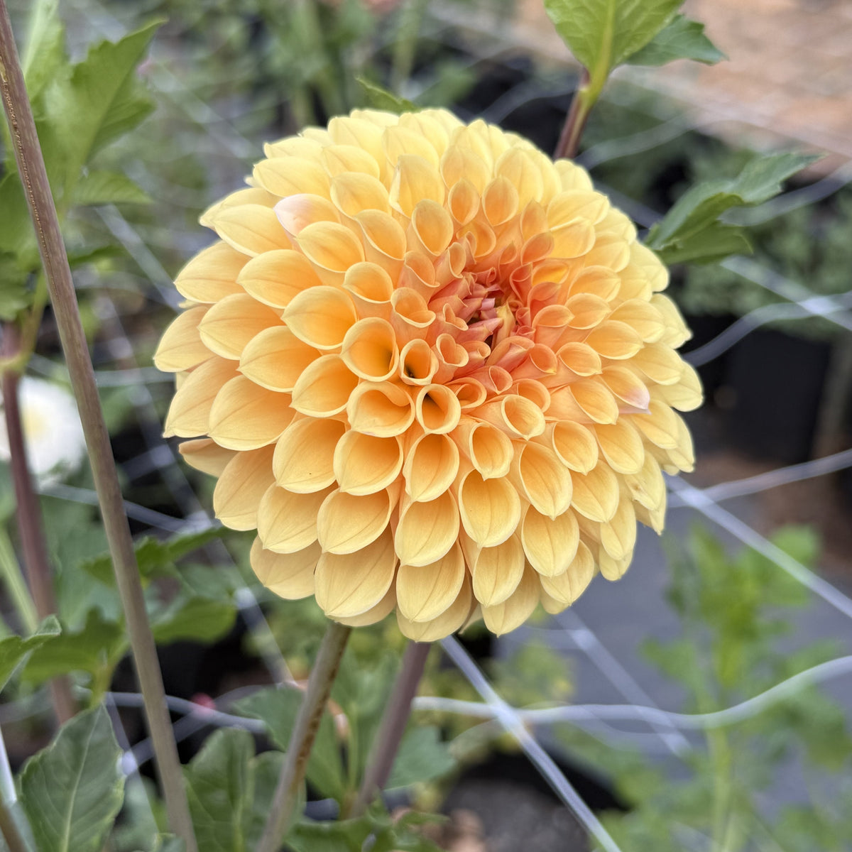 LR 1922 dahlia