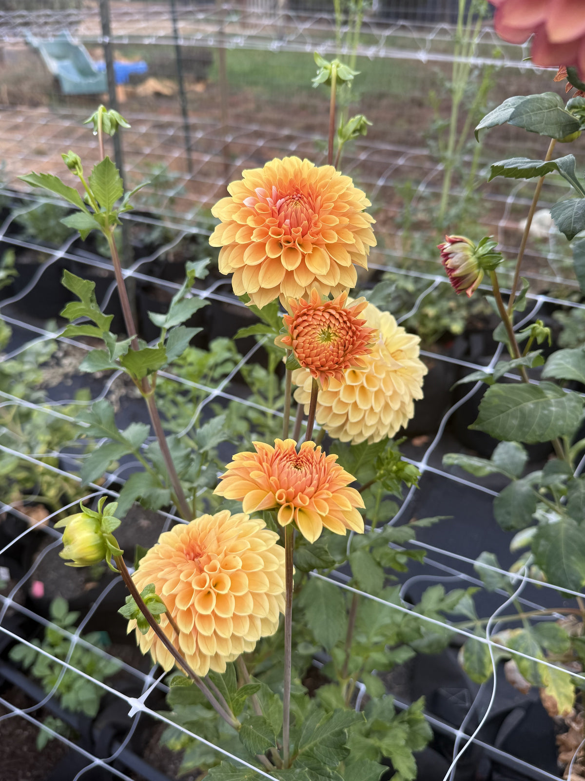 LR 1922 dahlia