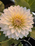 LR 2524 dahlia