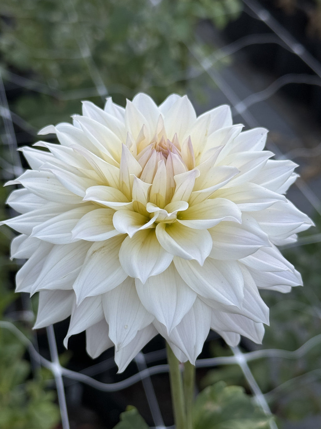 LR 2524 dahlia