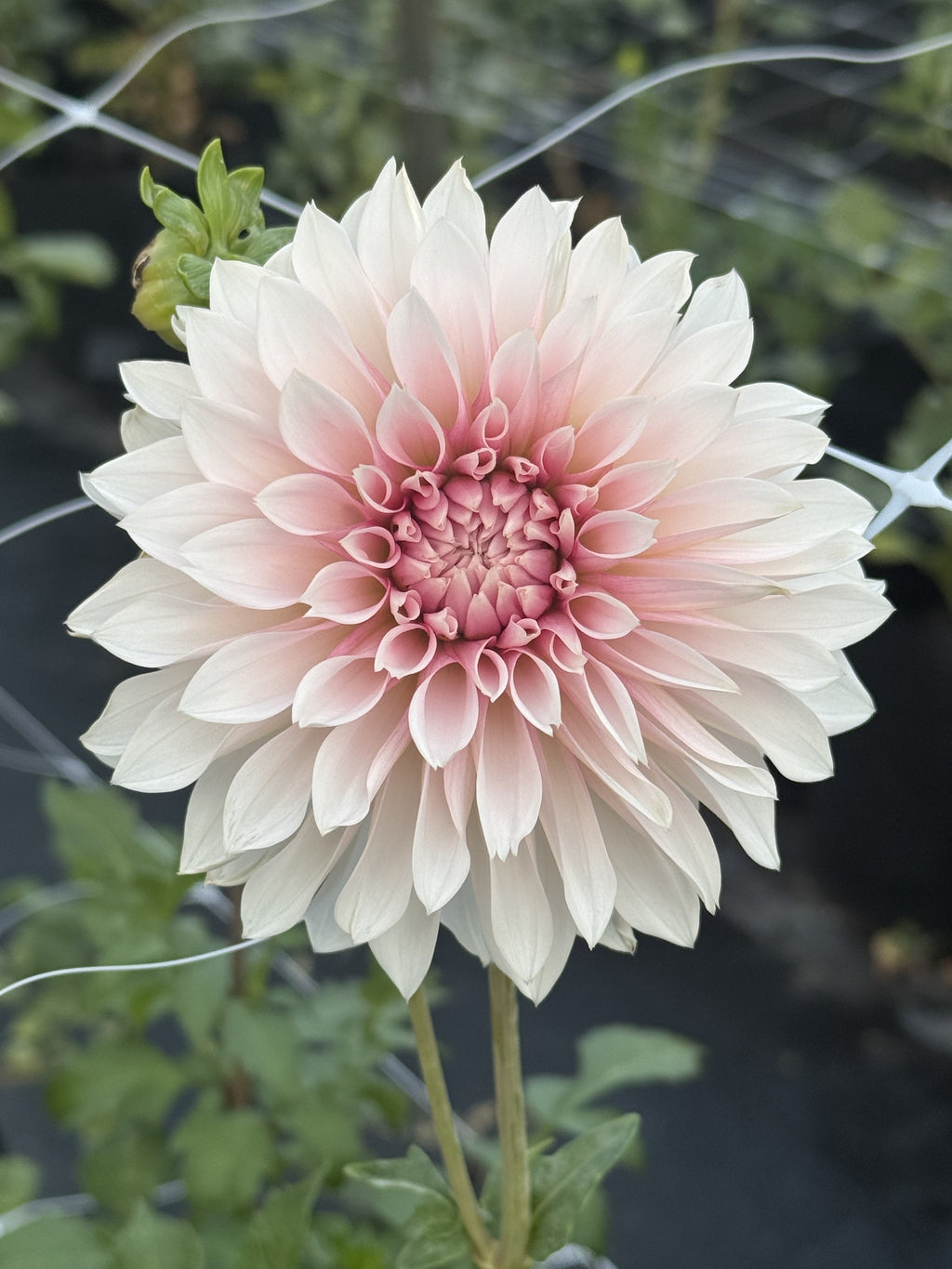 LR 3124 dahlia