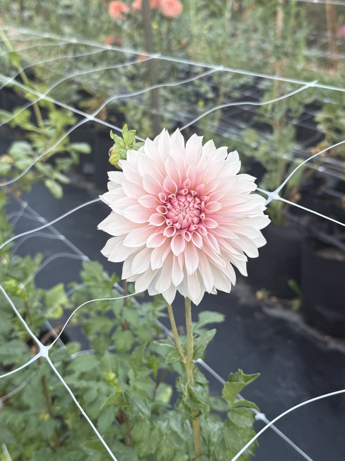 LR 3124 dahlia